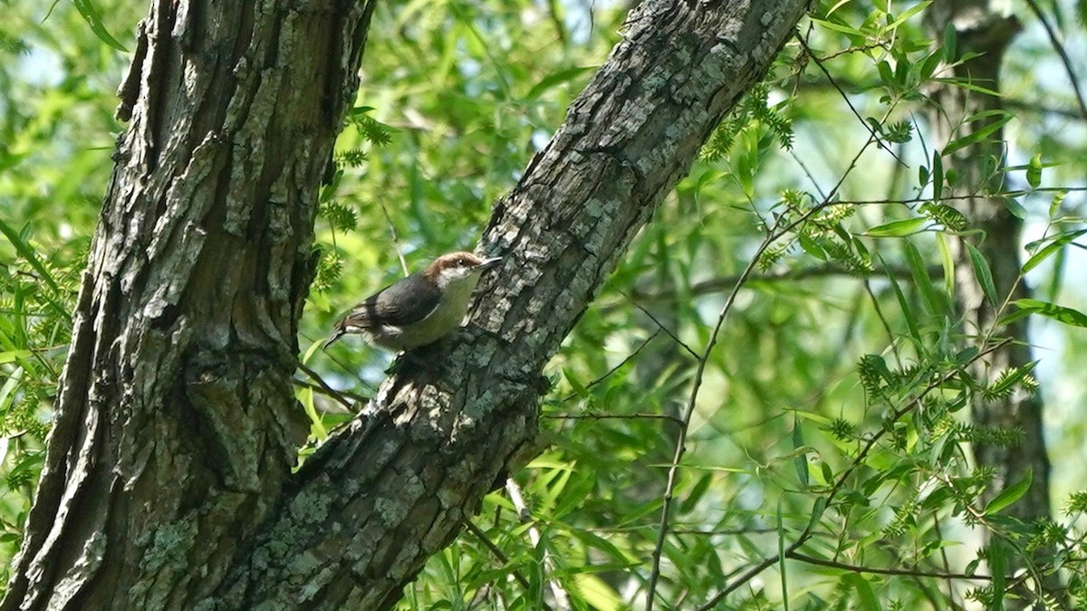 Brown-headed Nuthatch - ML445851541