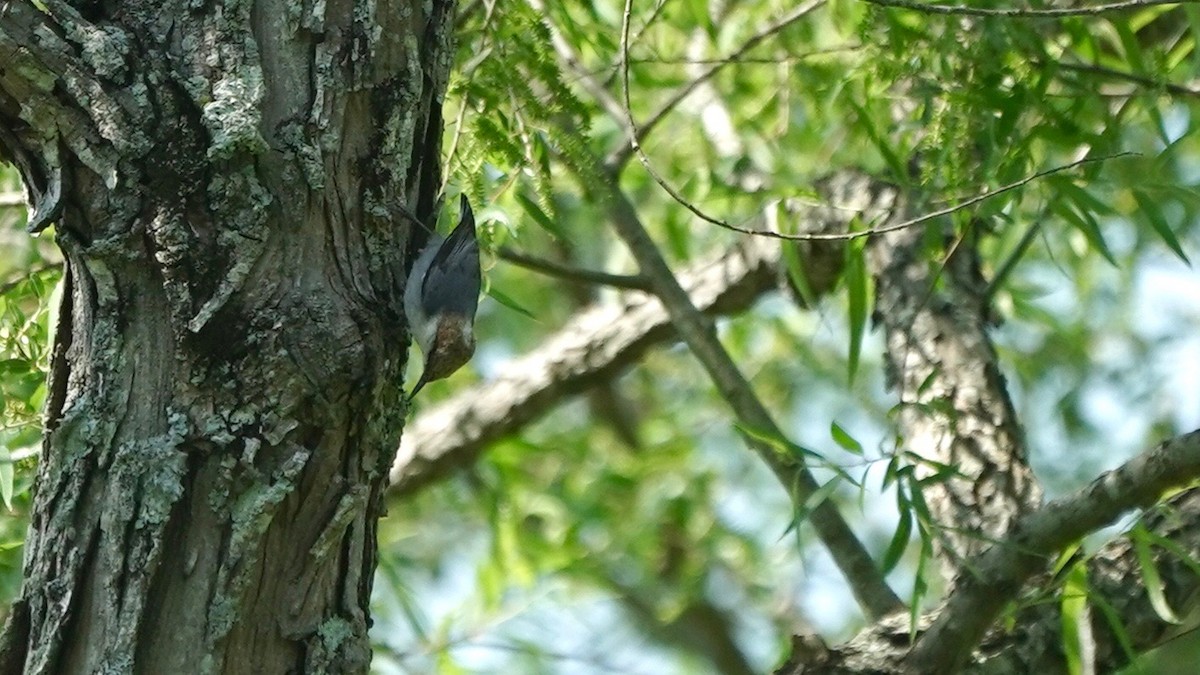 Brown-headed Nuthatch - ML445851591