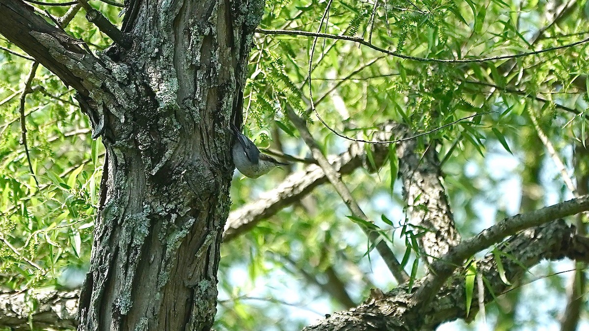 Brown-headed Nuthatch - ML445851711