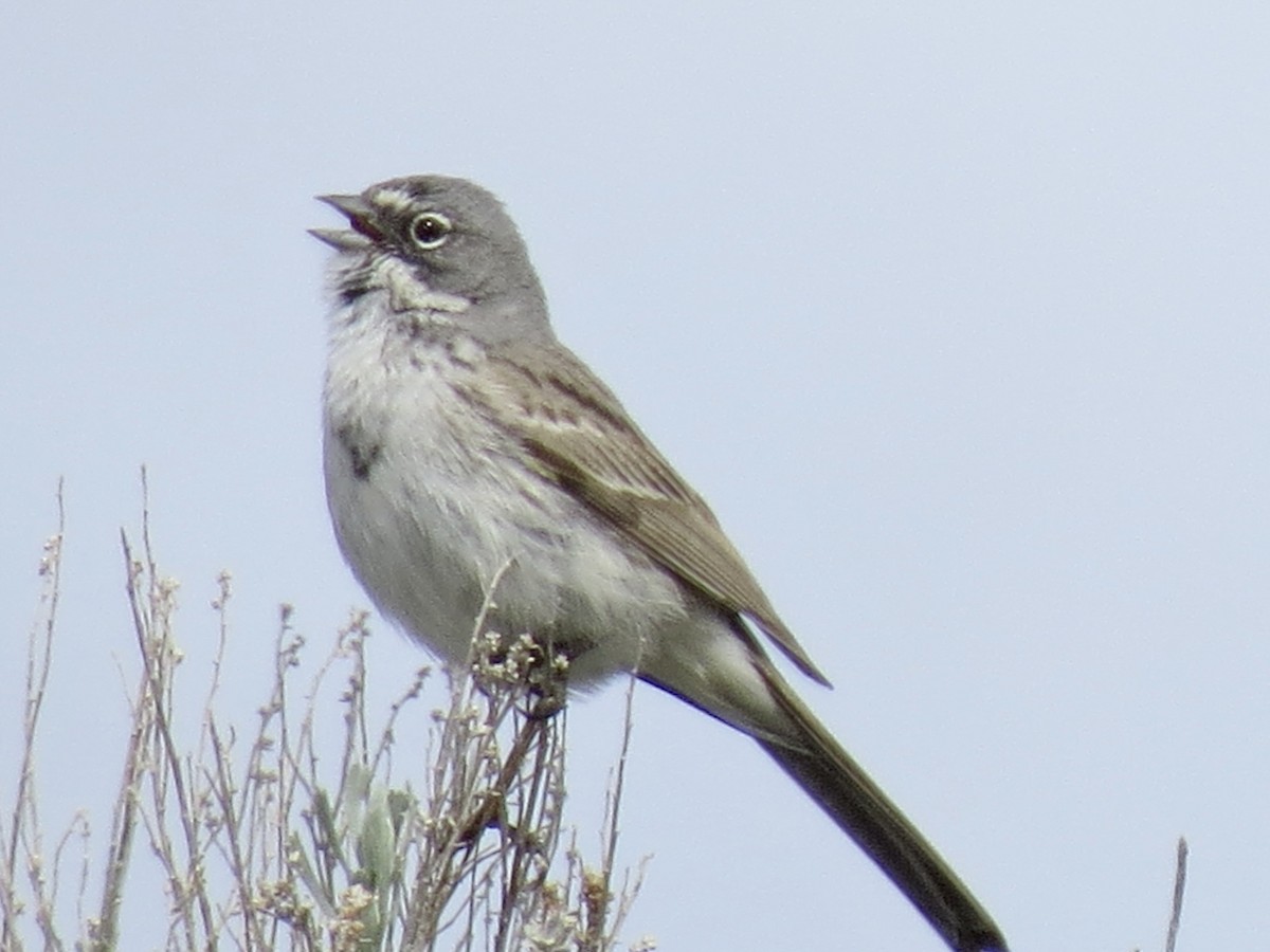 Sagebrush Sparrow - ML445853141