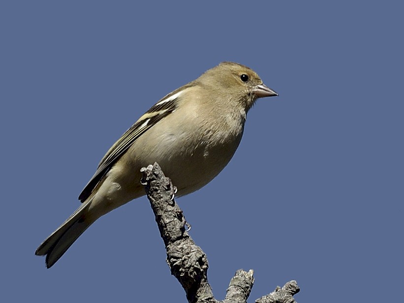 Common Chaffinch - Virag Sharma
