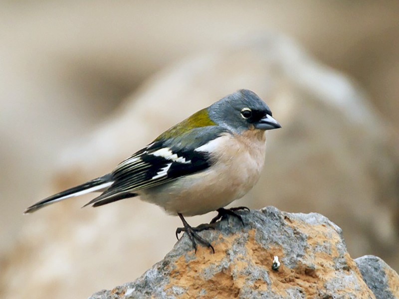 Common Chaffinch - José Ardaiz Ganuza