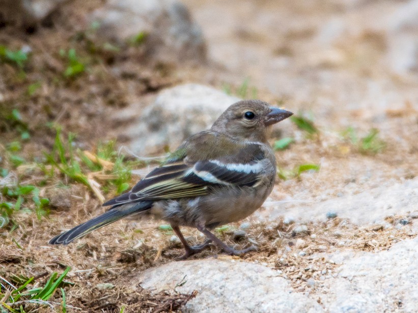 Common Chaffinch - Roberto Dall Agnol