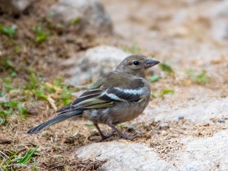  - Common Chaffinch