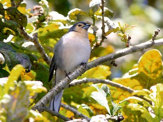  - Common Chaffinch (Azores/Madeira)