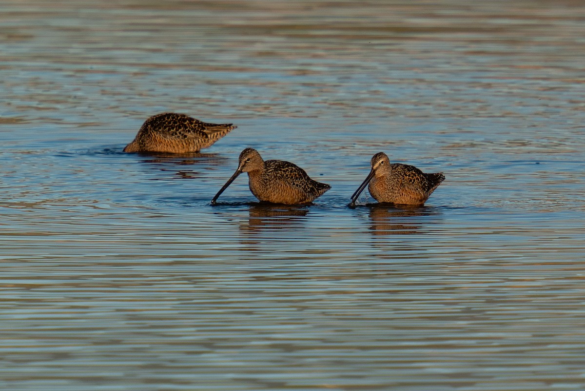 Long-billed Dowitcher - ML445855081