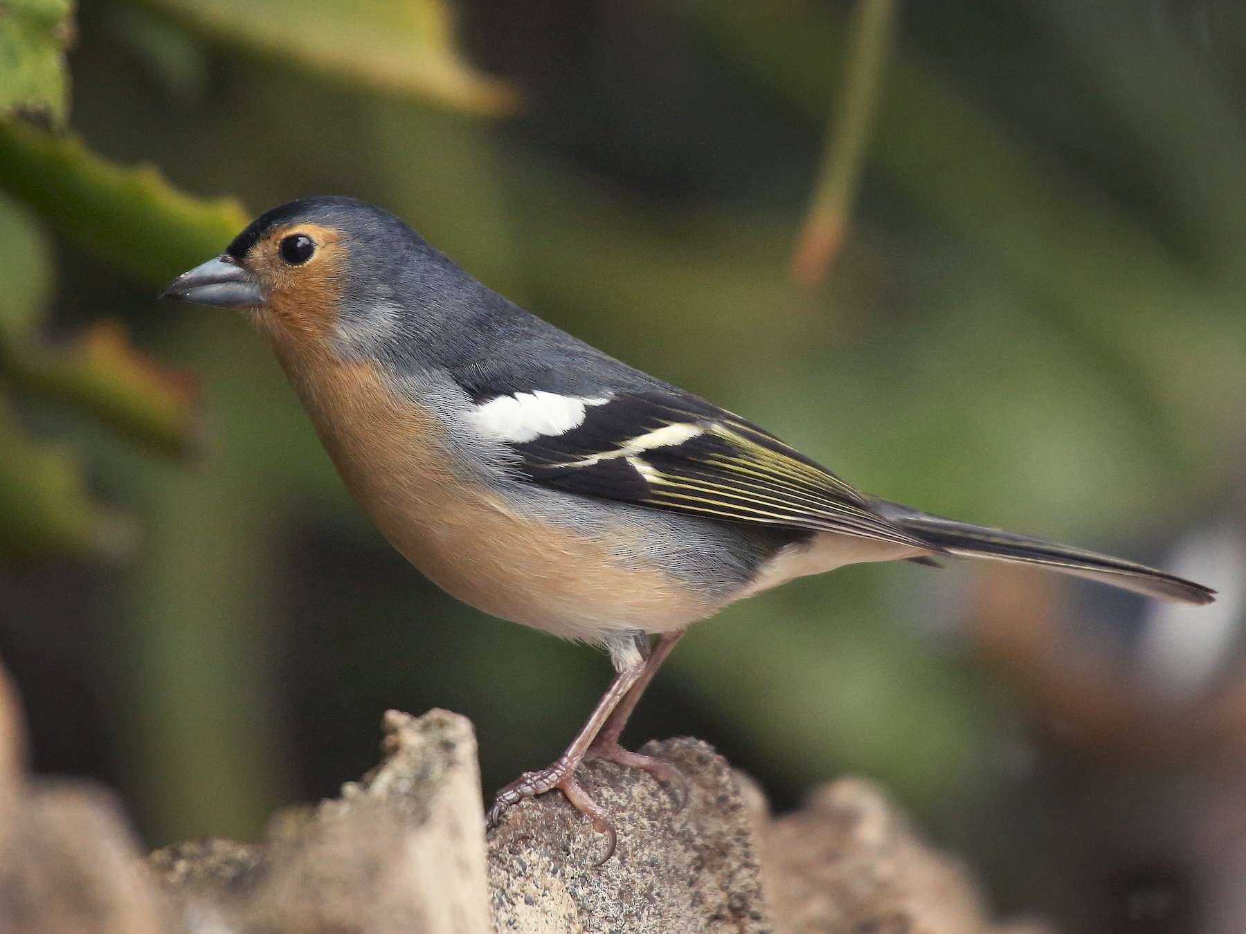 Common Chaffinch - Paul Chapman