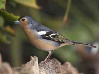  - Common Chaffinch (Canary Is.)