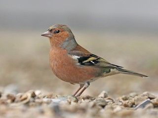  - Common Chaffinch (Common)