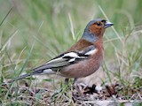 Common Chaffinch - Range map: Post-breeding migration - eBird Status ...