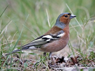 - Common Chaffinch (Common)