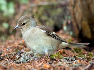  - Common Chaffinch