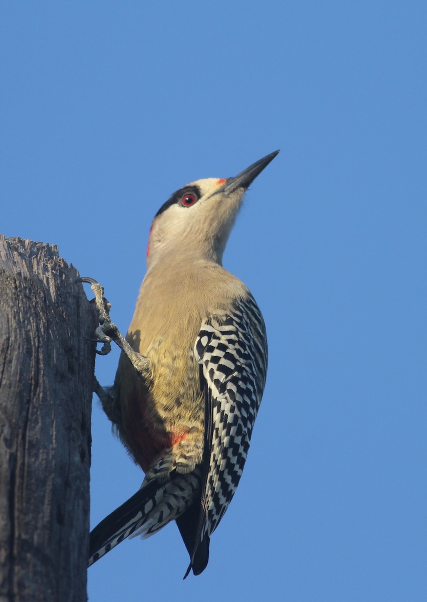West Indian Woodpecker - Dan Maxwell