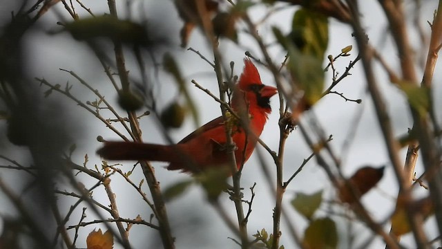 Northern Cardinal (Long-crested) - ML445865041