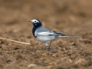  - White Wagtail (Masked)