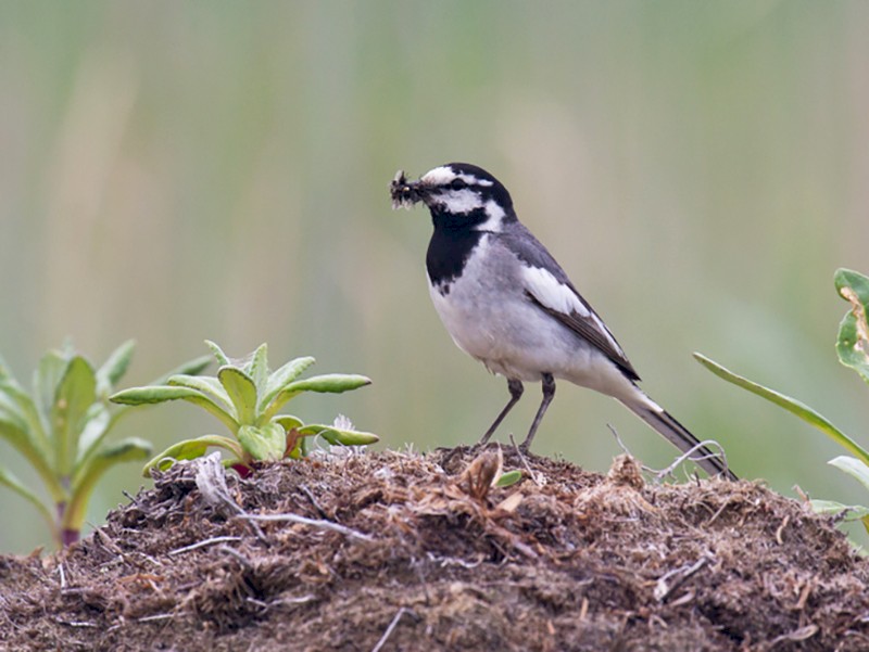 Pied Wagtail/White Wagtail - Ric Else