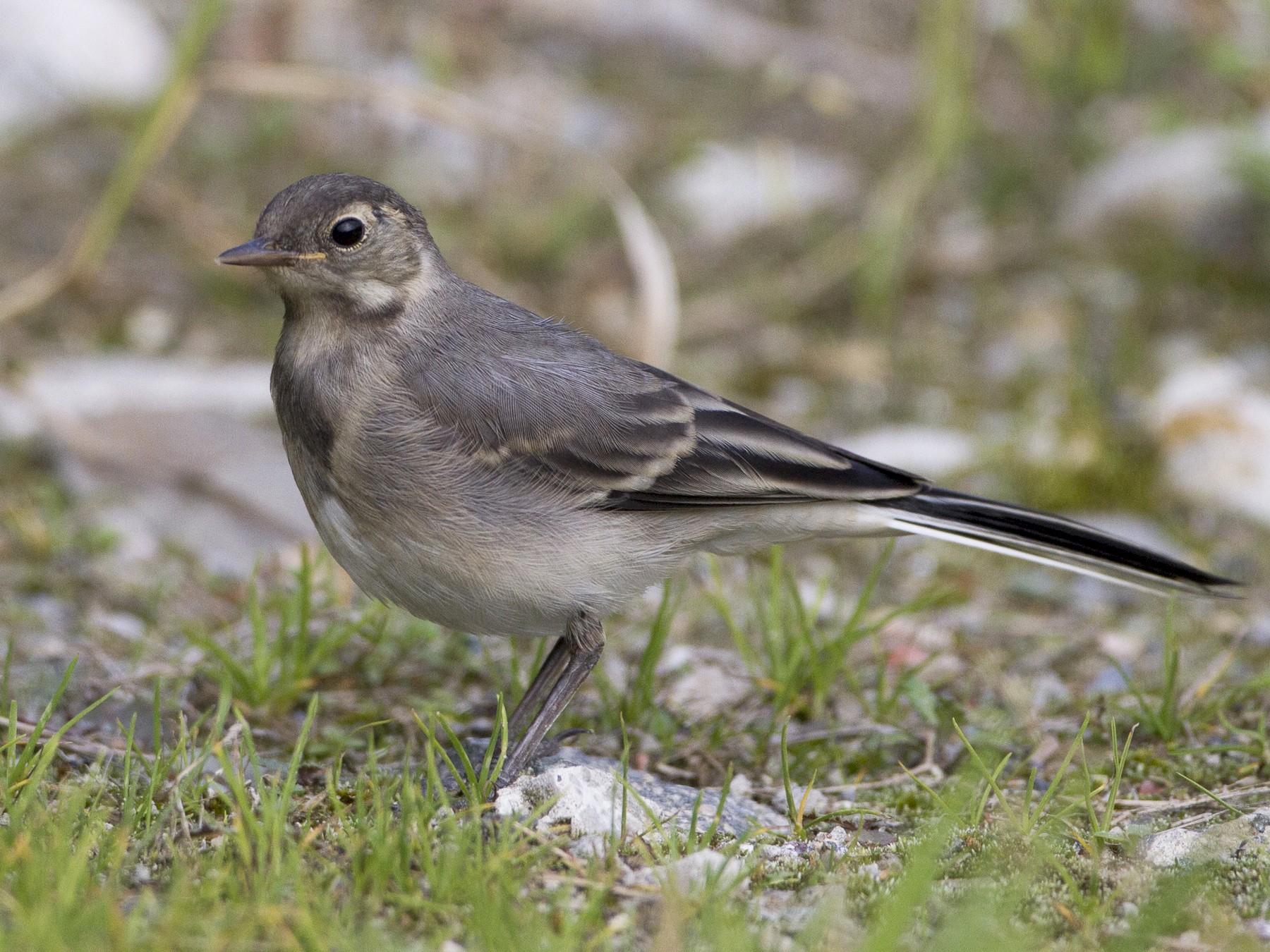 Pied Wagtail/White Wagtail - Brian Sullivan