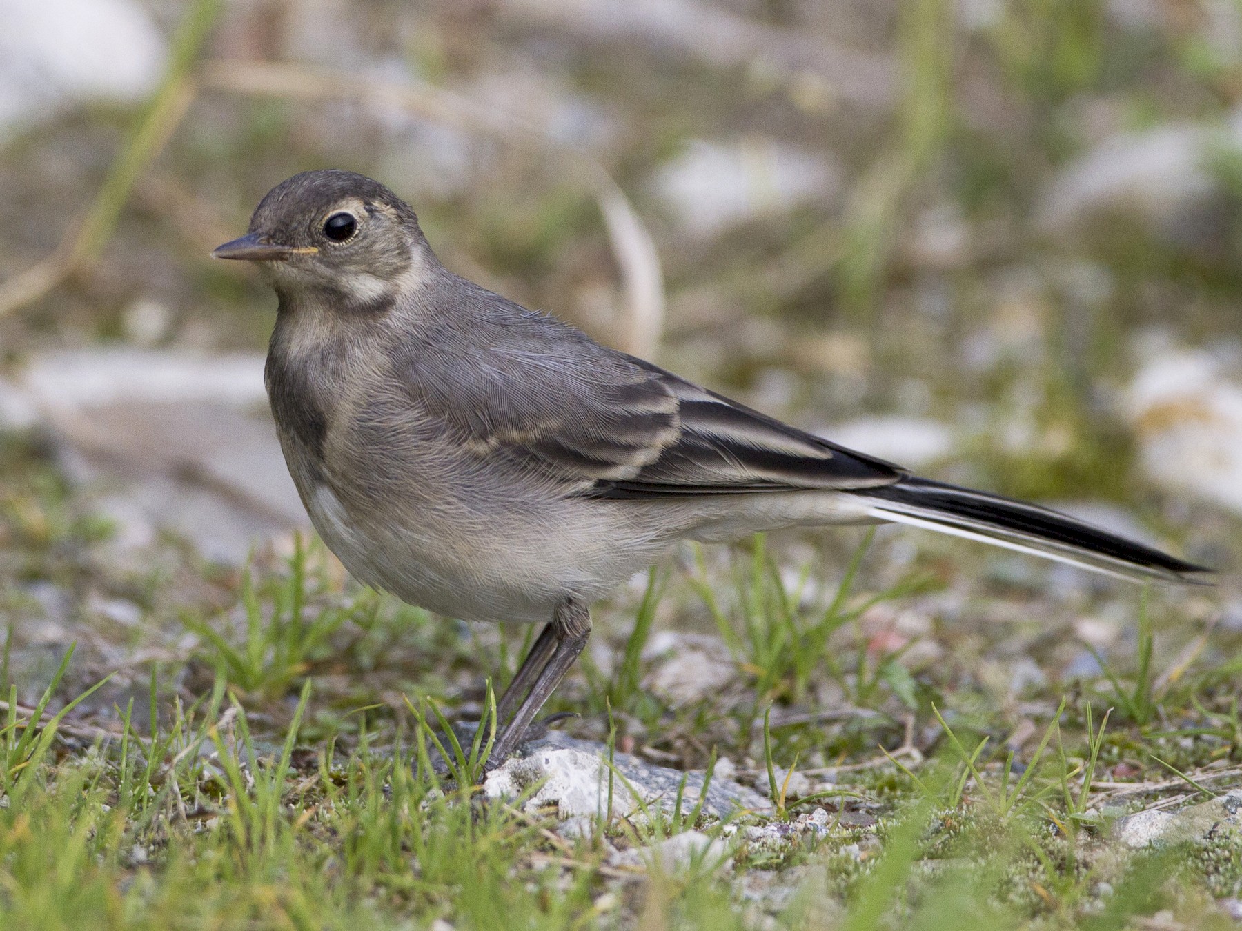 White Wagtail - Brian Sullivan