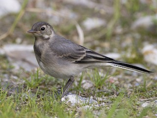  - White Wagtail (White-faced)