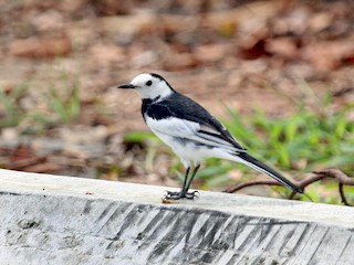  - White Wagtail (Chinese)