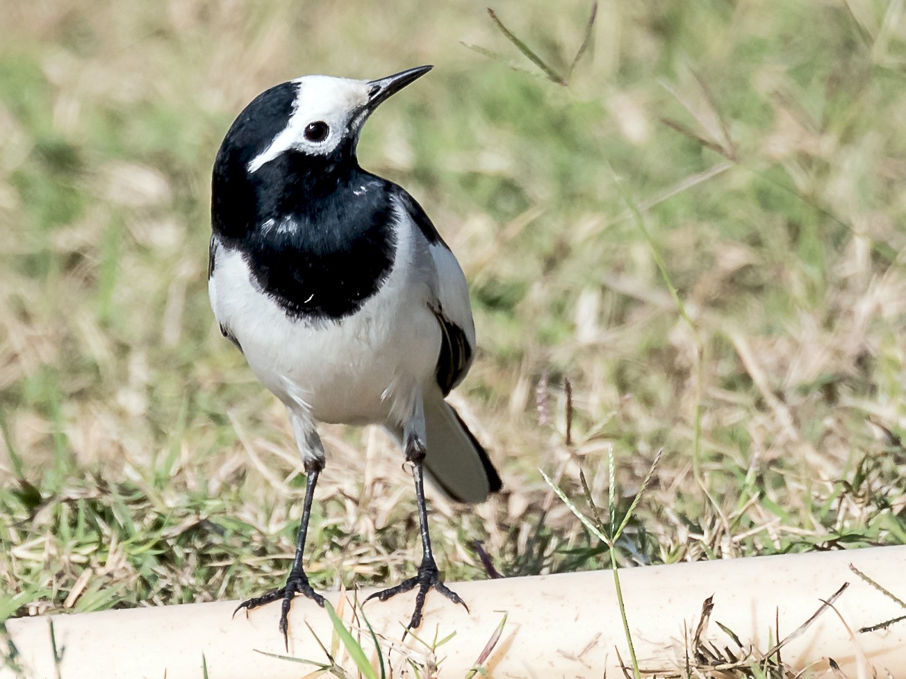 Pied Wagtail/White Wagtail - Robert Clark