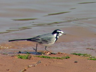  - White Wagtail (Moroccan)
