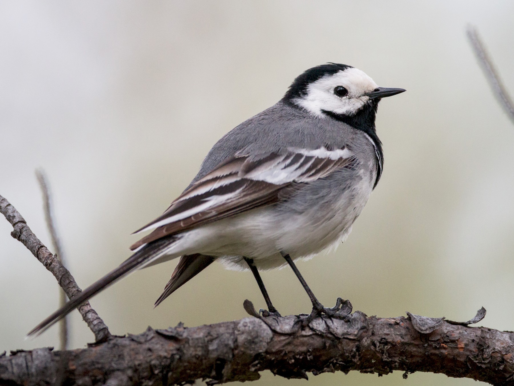 White Wagtail - Ian Davies