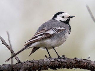  - White Wagtail (White-faced)