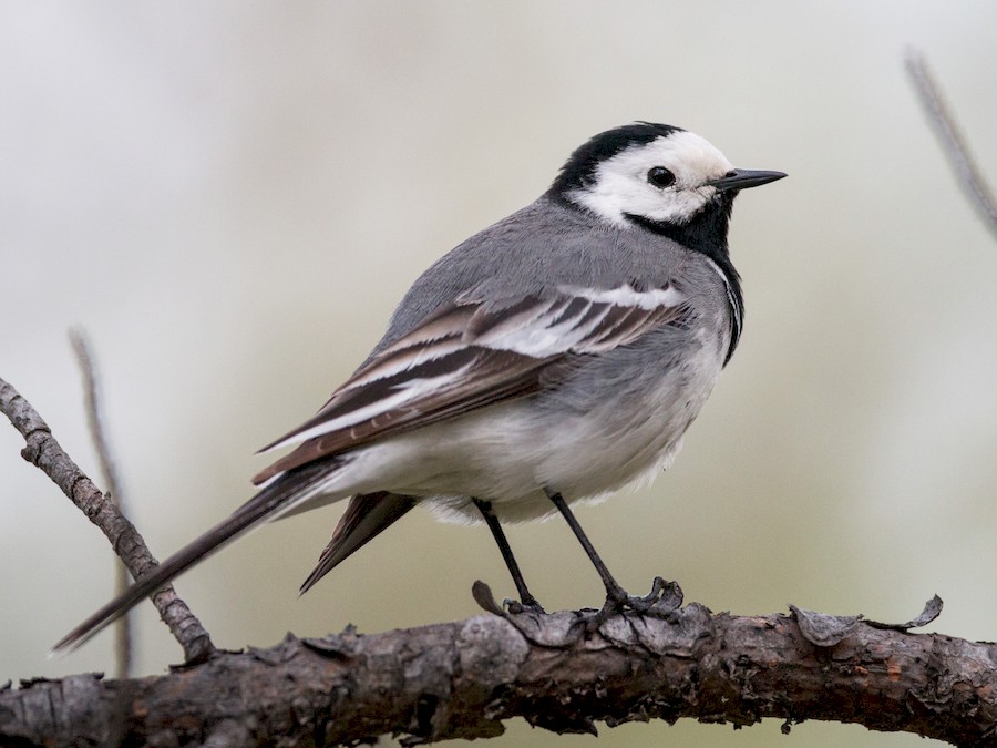 White Wagtail  Audubon Field Guide