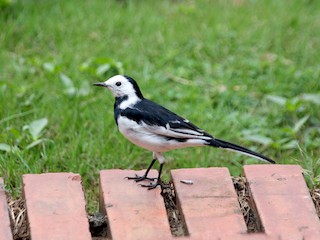  - White Wagtail (Chinese)