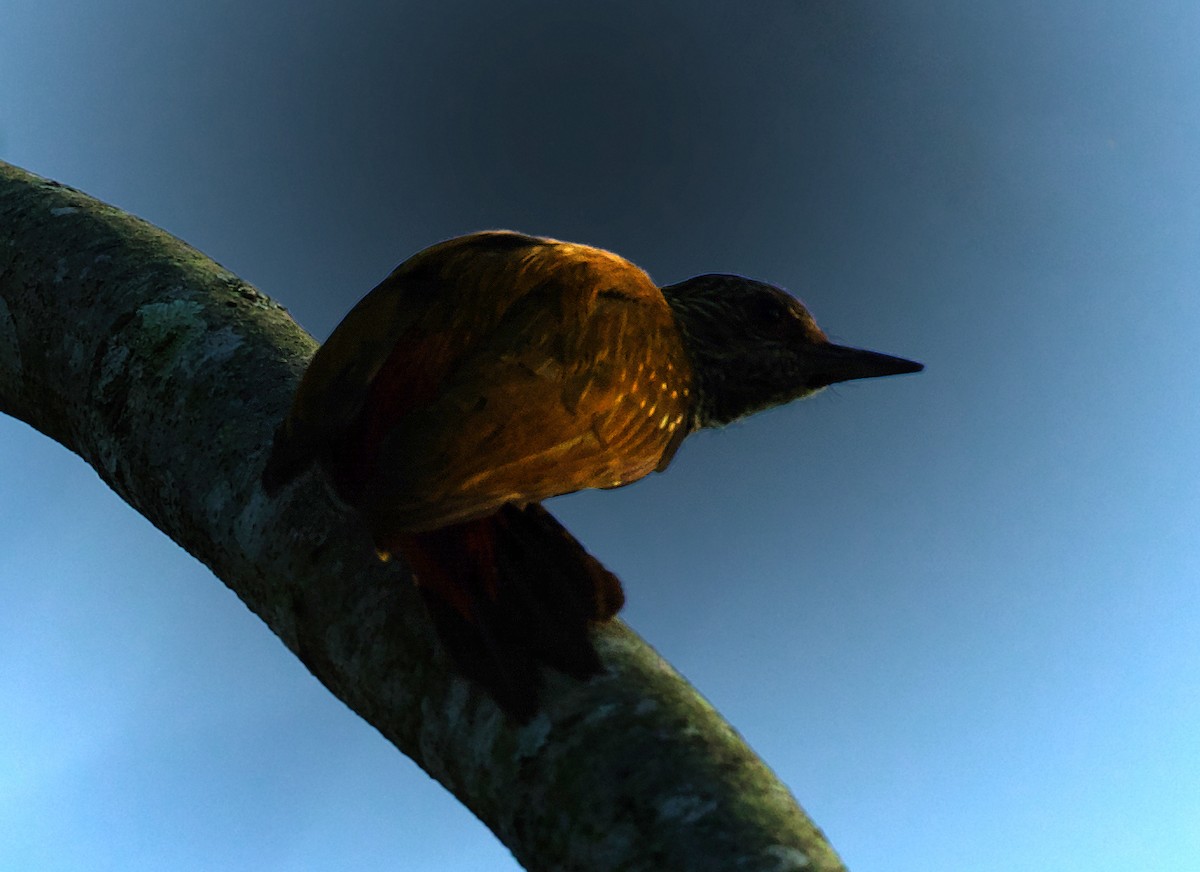 Red-rumped Woodpecker - David Ascanio