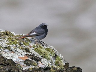  - Black Redstart