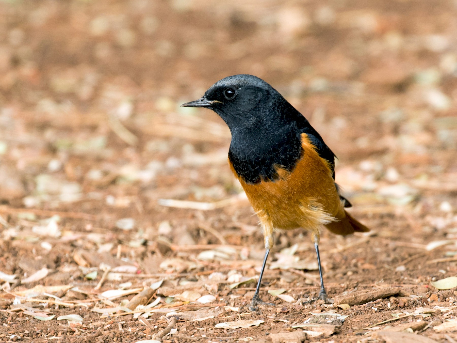Black Redstart eBird