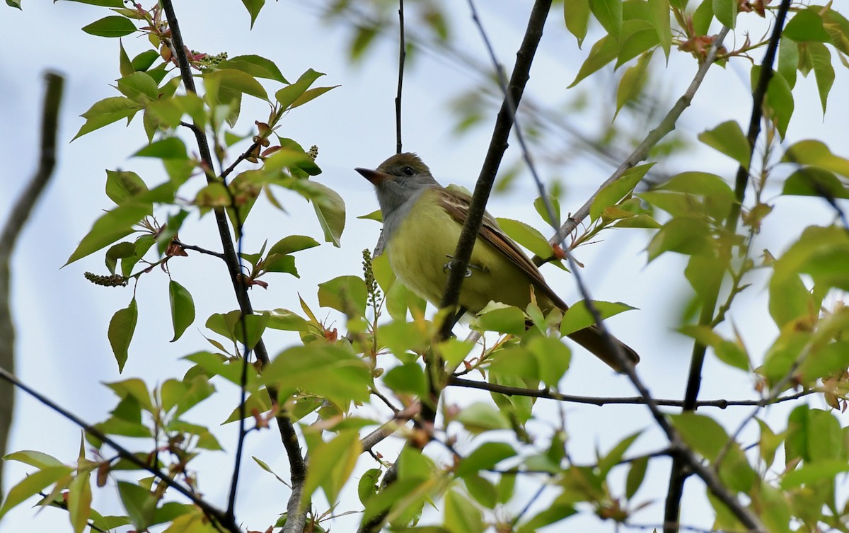 Great Crested Flycatcher - ML445879491