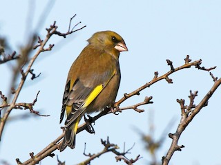  - European Greenfinch