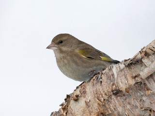  - European Greenfinch