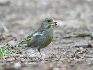  - European Greenfinch