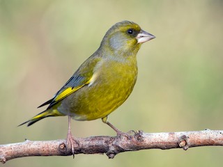  - European Greenfinch