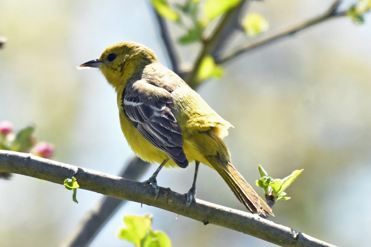 Orchard Oriole - ML445880941