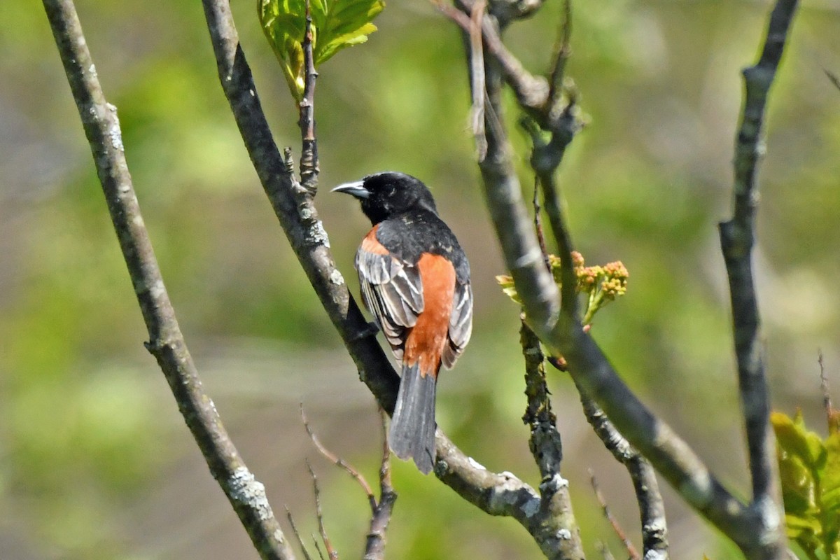Orchard Oriole - ML445881681