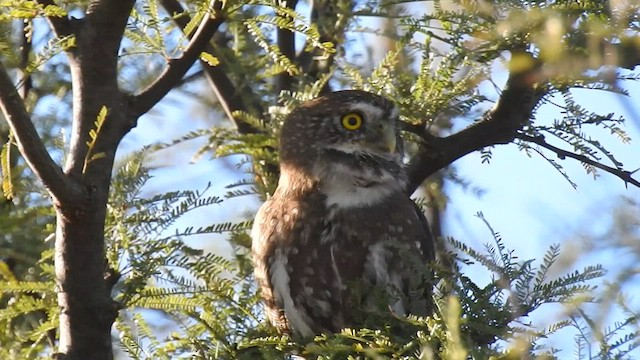 Ferruginous/Austral Pygmy-Owl - ML445882551