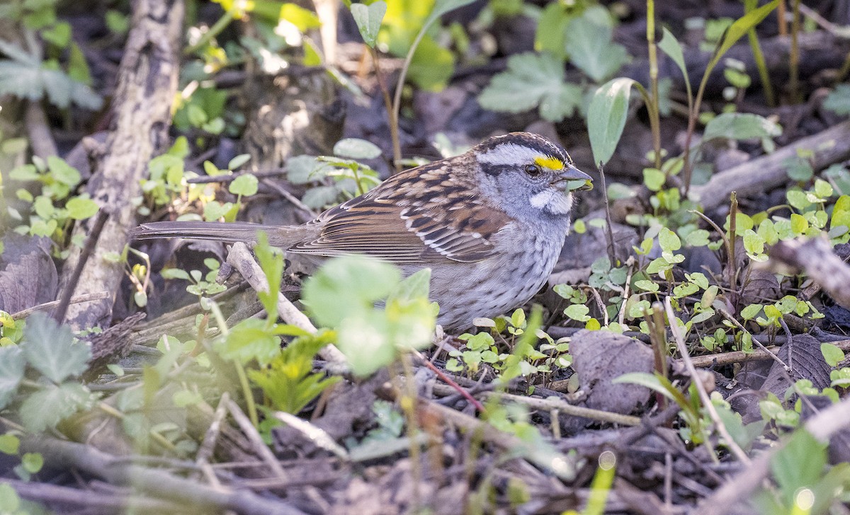 White-throated Sparrow - ML445888131