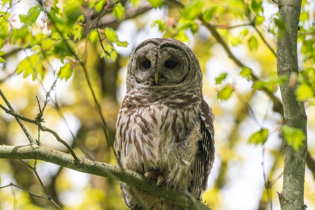 Barred Owl at Chilliwack - Hillkeep Regional Park by Chris McDonald
