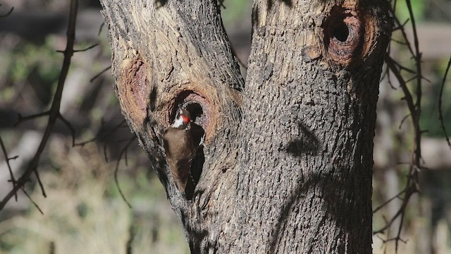 Arizona Woodpecker - ML445889751