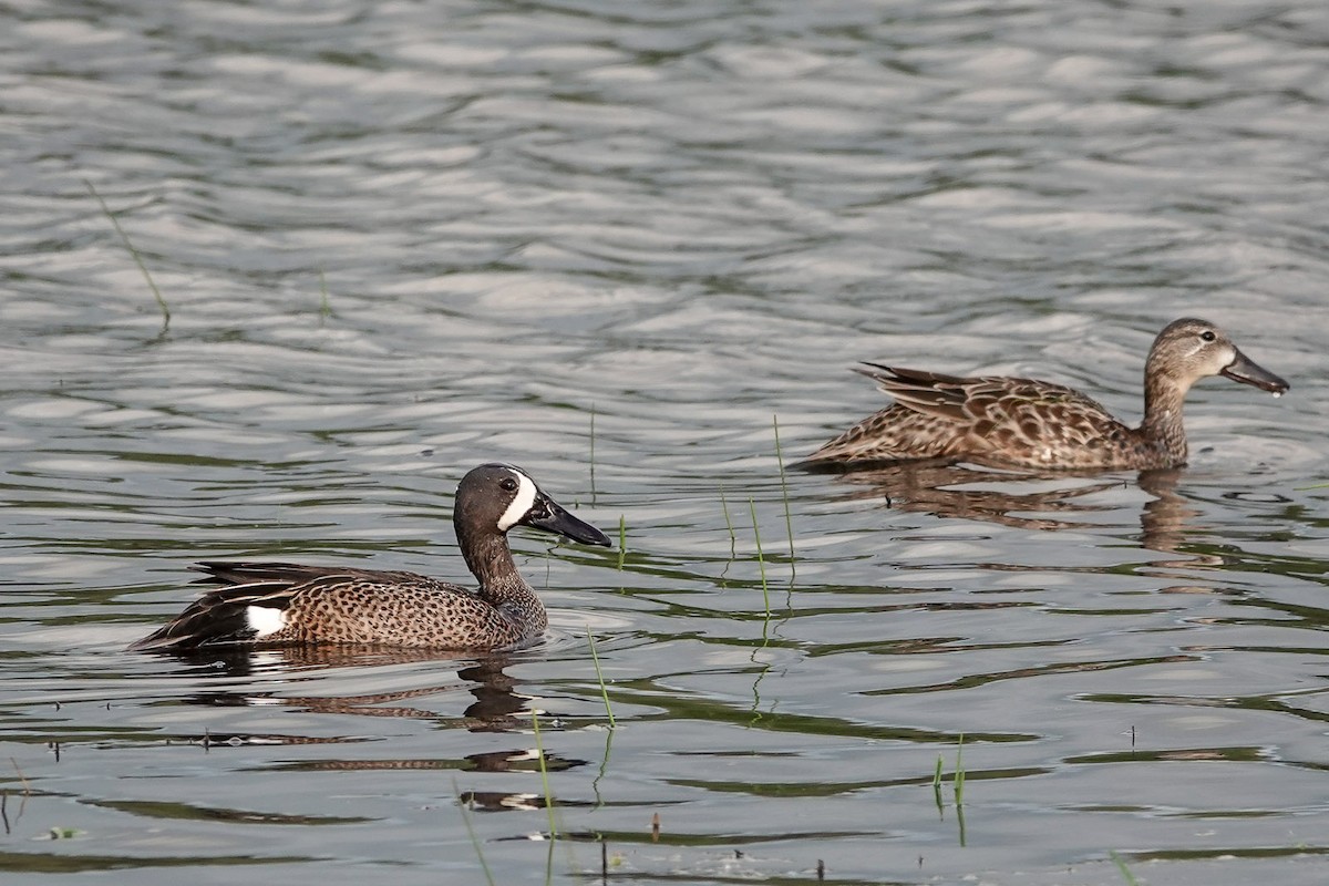 Blue-winged Teal - ML445891021