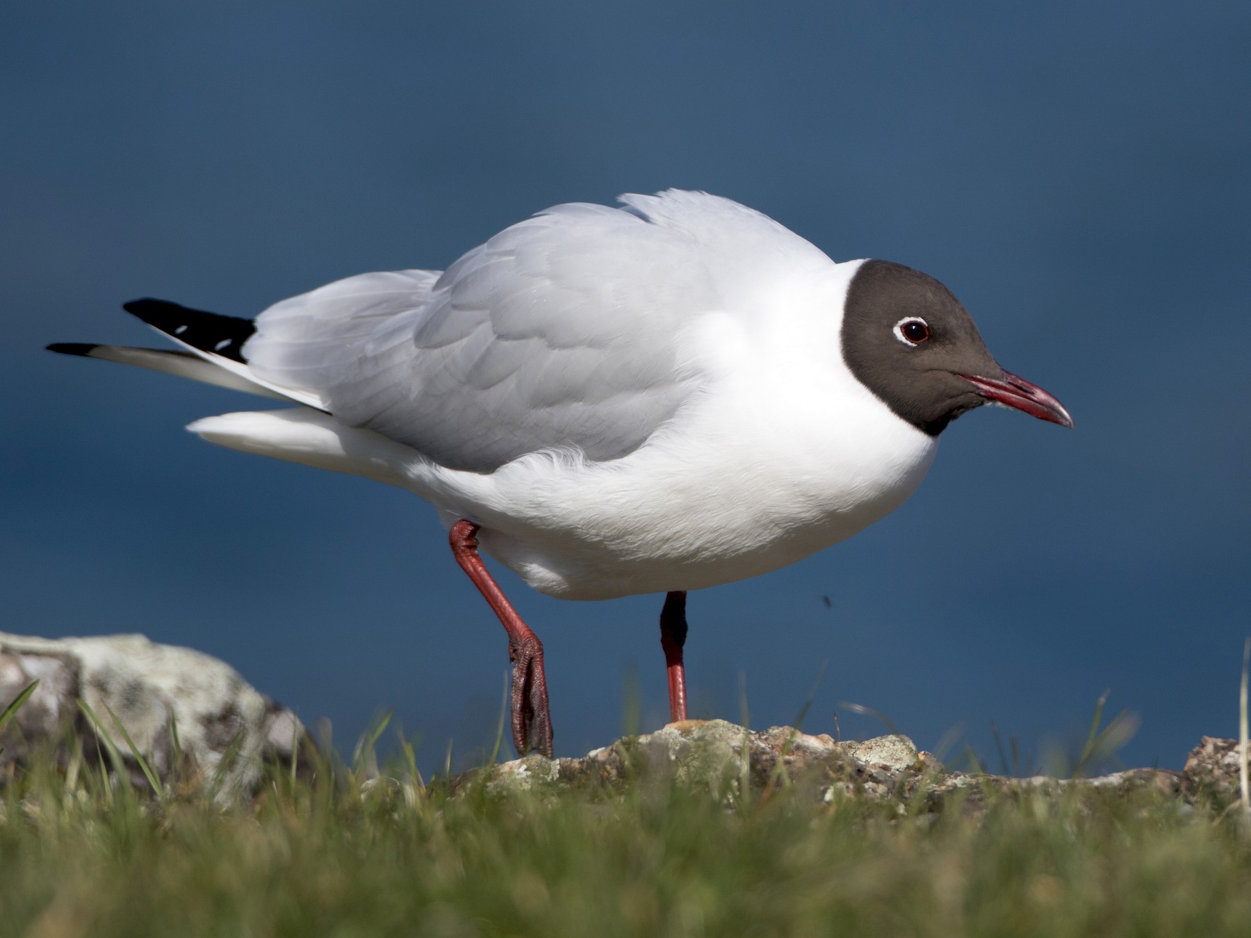 Black-headed Gull - Steve Kelling