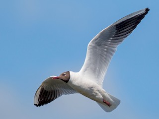 Breeding adult - Ian Davies - ML44589151