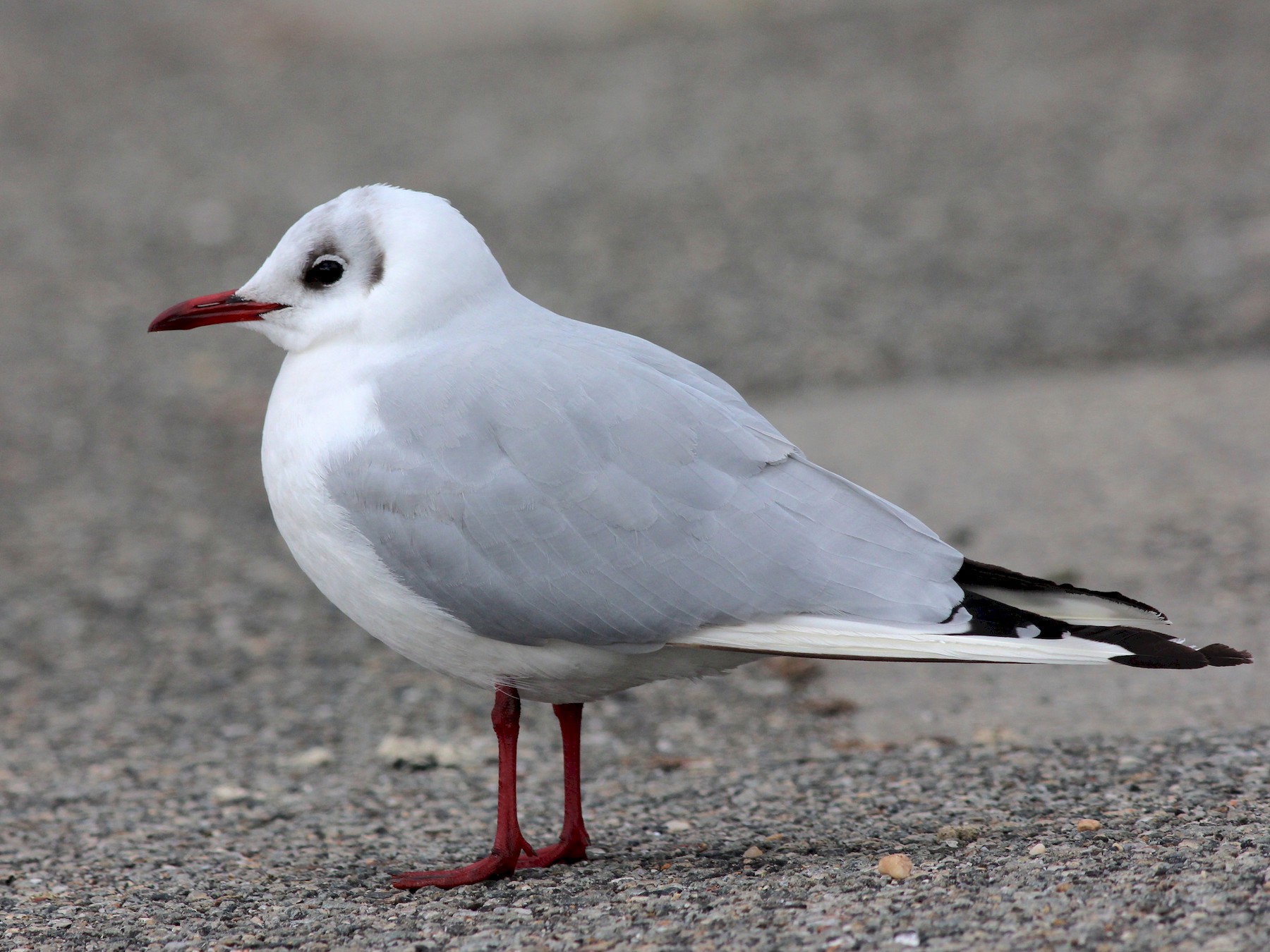 Black-headed Gull - Shawn Billerman