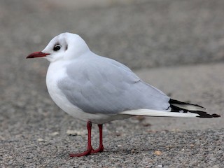  - Black-headed Gull