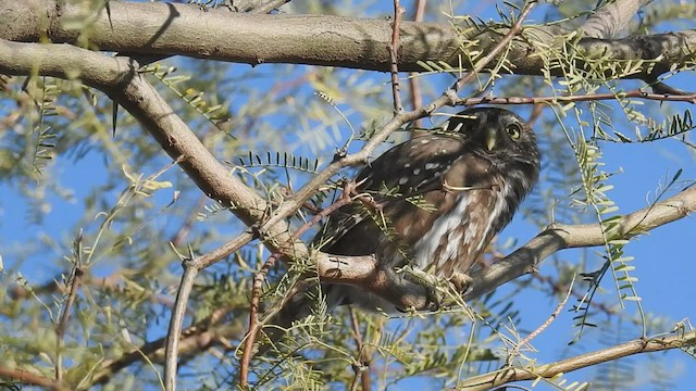 Ferruginous/Austral Pygmy-Owl - ML445893171